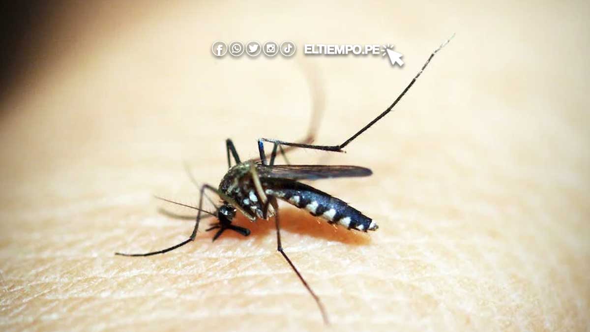 como-prevenir-el-dengue