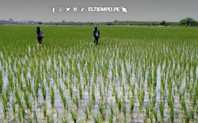 Agricultores piden créditos para sembrar o faltarán las menestras