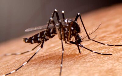 Etapas del dengue: estos datos debes tener en cuenta de la enfermedad