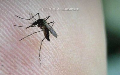 ¿Cuántos tipos de dengue hay y cómo se llama el mosquito que lo transmite?