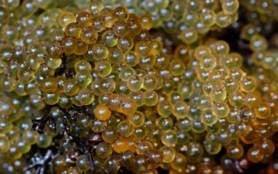 Cinco superalimentos del Perú que no pueden faltar en tu dieta