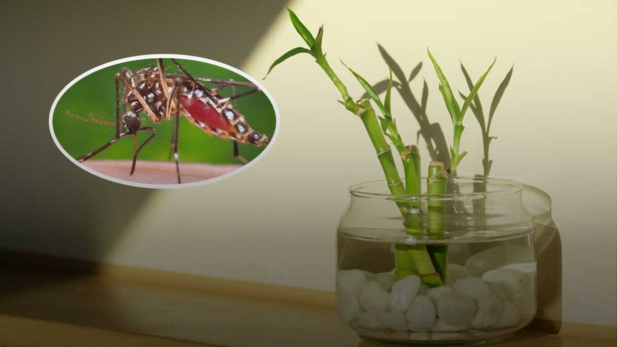 dengue-en-piura-2023