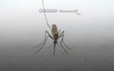 ¿Todos los zancudos transmiten dengue?