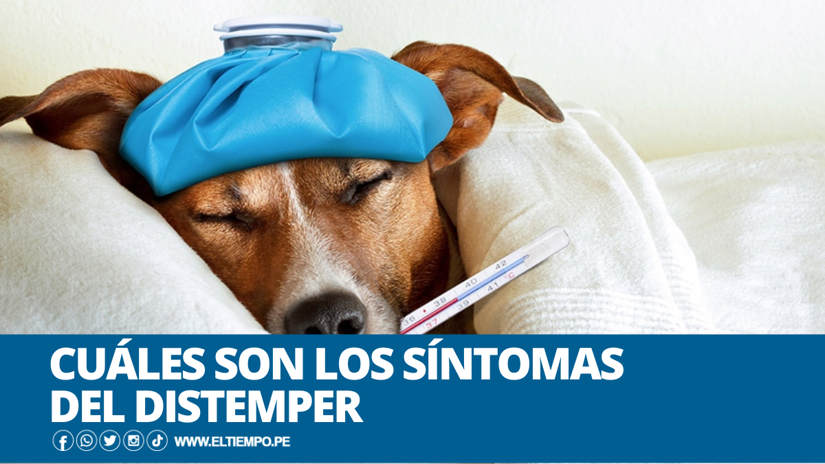 distemper-sintomas