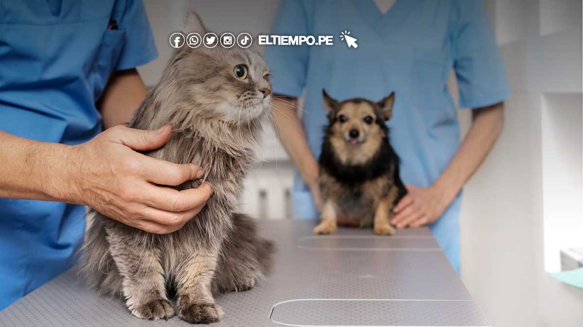 esterilizacion-de-perros-y-gatos
