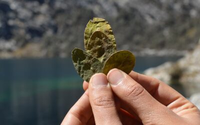 Los beneficios de la hoja de coca que no conocías