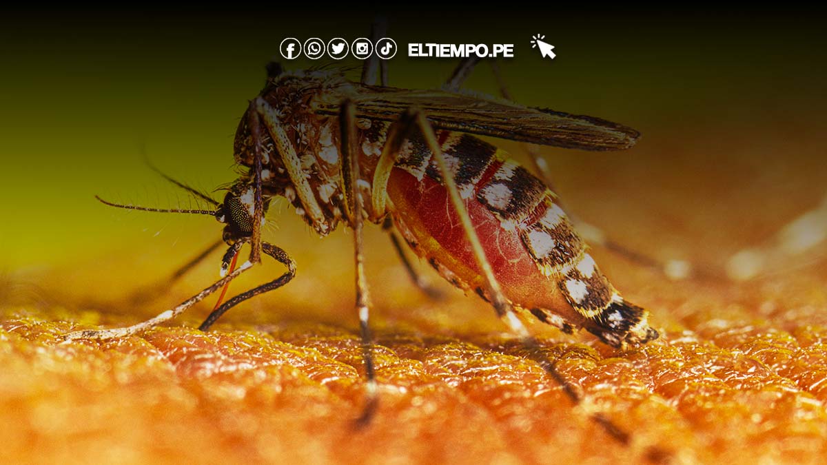 hola-buenos-dias-complices-del-mosquito-del-dengue