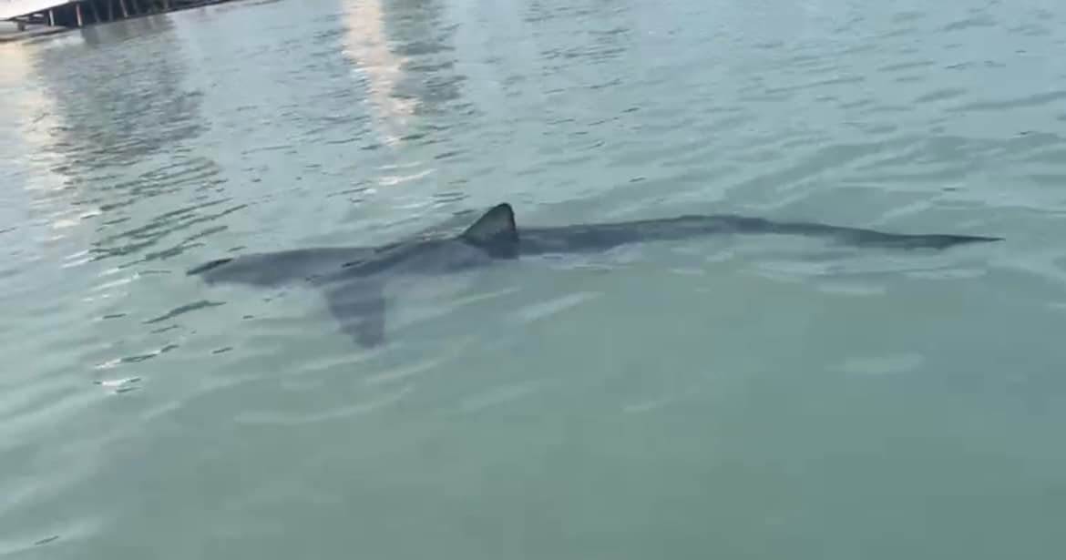 la-punta-tiburon-azul