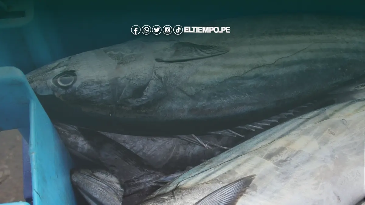 luz-verde-para-pesca-de-bonito