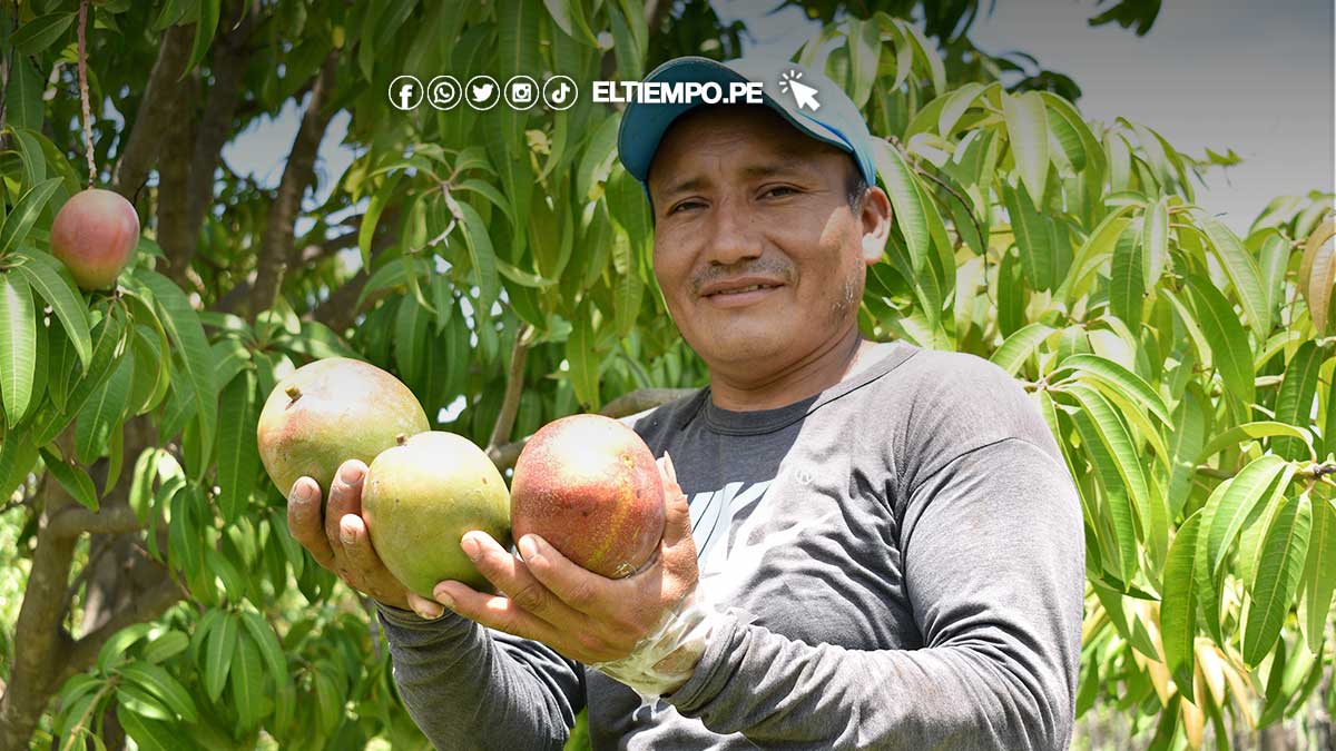 mango-piura