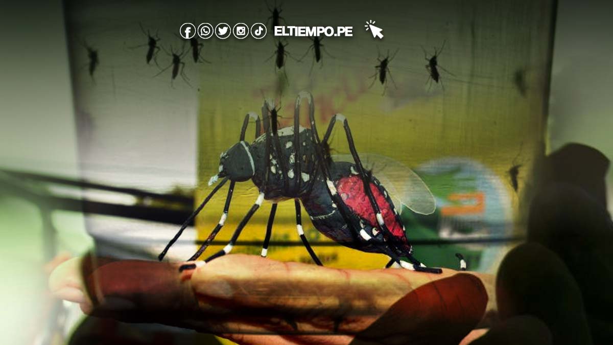 manuel-olivares-zancudo-del-dengue-estara-siempre-dentro-de-las-casas