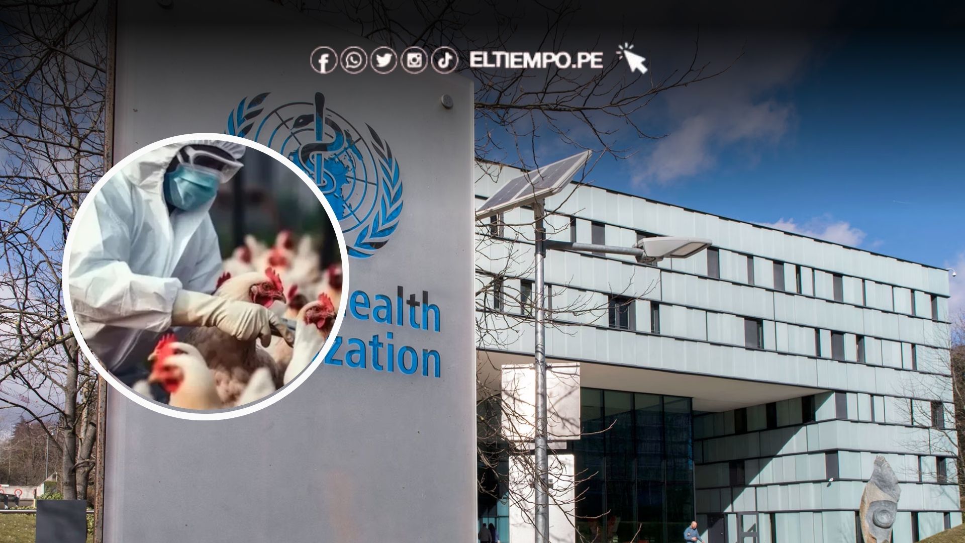 OMS Aclara que muerte por gripe aviar en México no fue causada por el virus OMS Aclara que muerte por gripe aviar en México no fue causada por el virus