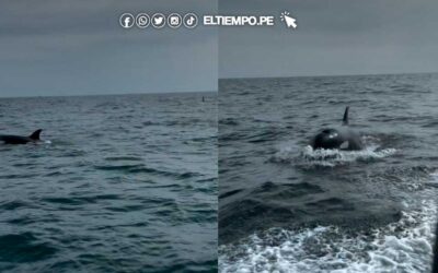 ¡Orca a la vista! Reportan avistamiento de 3 cetáceos en el Mar Tropical de Grau