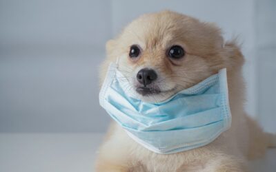 Estudio confirma que los perros pueden oler el coronavirus