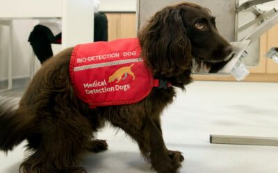 Los perros son capaces de detectar tumores con 93% de precisión, según estudio