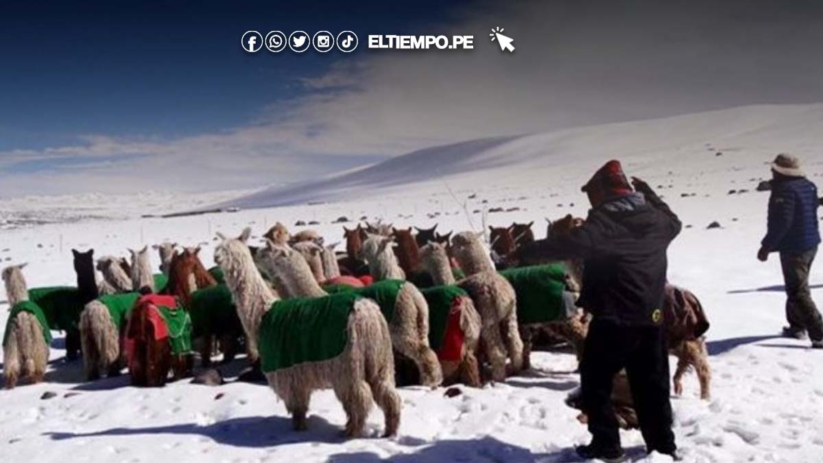 peru-bajas-temperaturas-en-el-pais-ponen-en-peligro-al-40-del-ganado