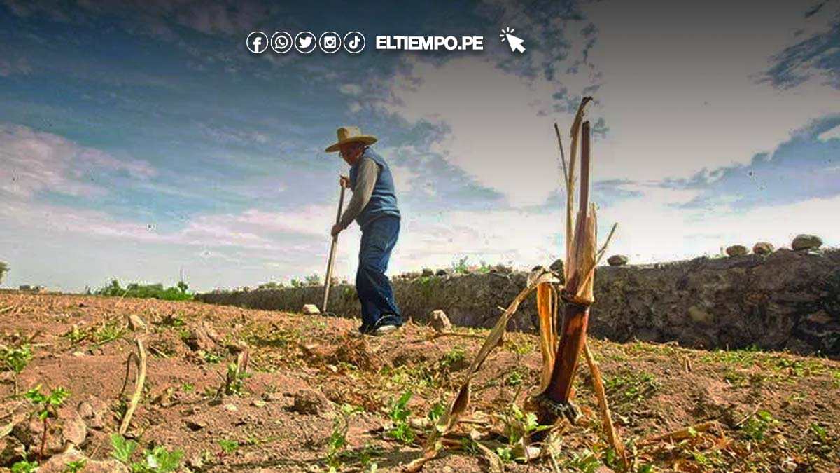 peru-pbi-del-sector-agricola-cae-en-20-por-crisis-climatica