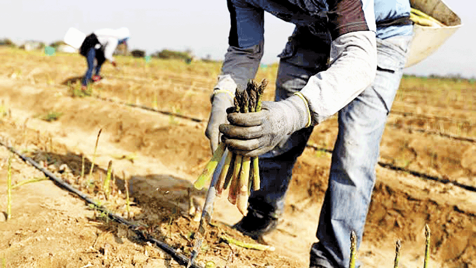 piura-agricultores