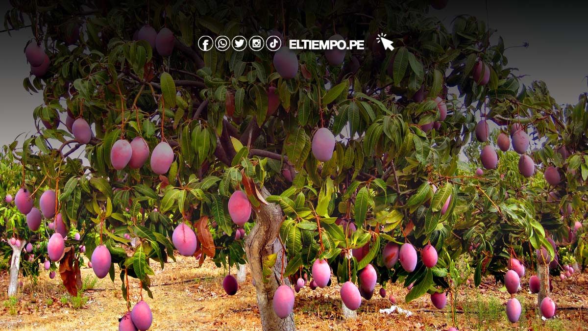piura-mas-de-33-mil-hectareas-de-mango-en-peligro-por-altas-temperaturas