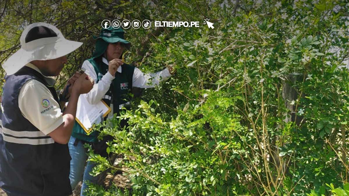 plaga-dragon-amarillo