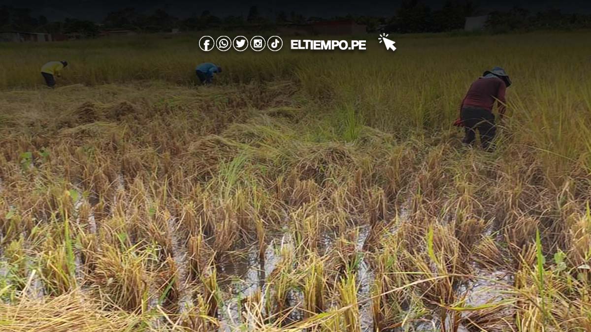 precio-de-arroz-es-una-incertidumbre-ante-temporada-de-cosecha