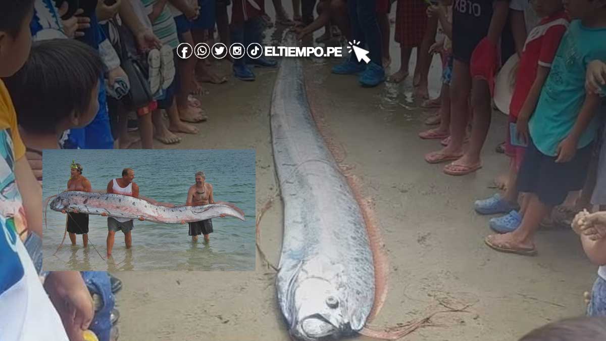 que-significa-el-pez-remo