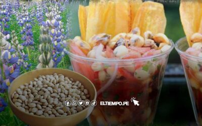 Chocho: ¿Qué vitaminas tiene el Tarwi y cuál es su valor nutricional?