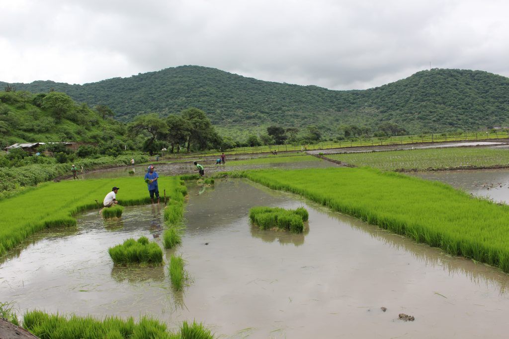 sembrios-fertilizantes-Alto-Piura