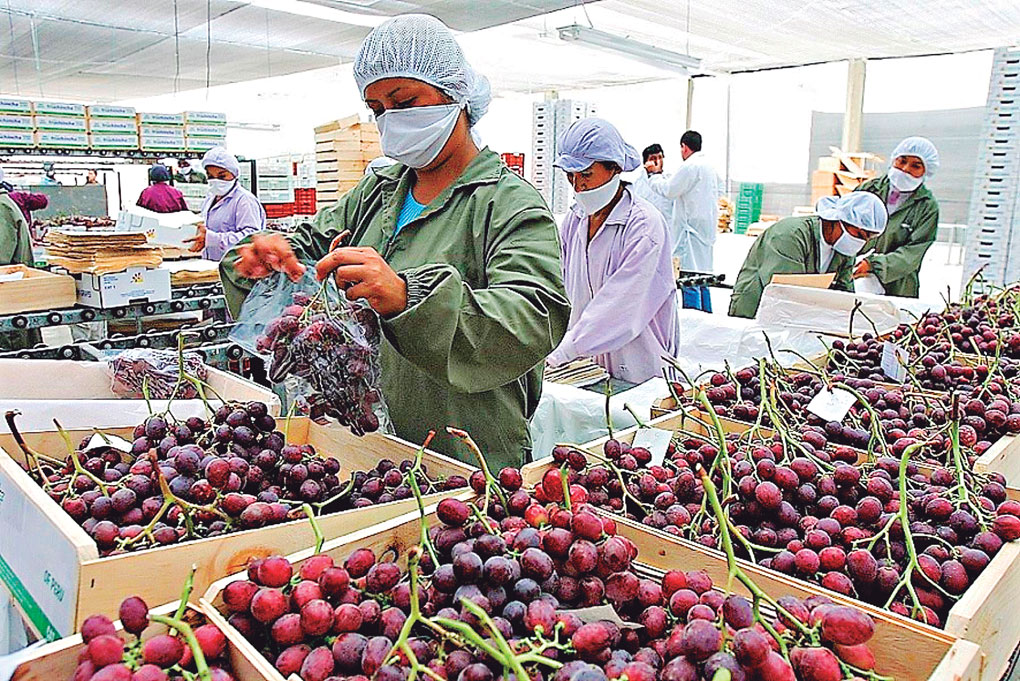 uvas-exportacion