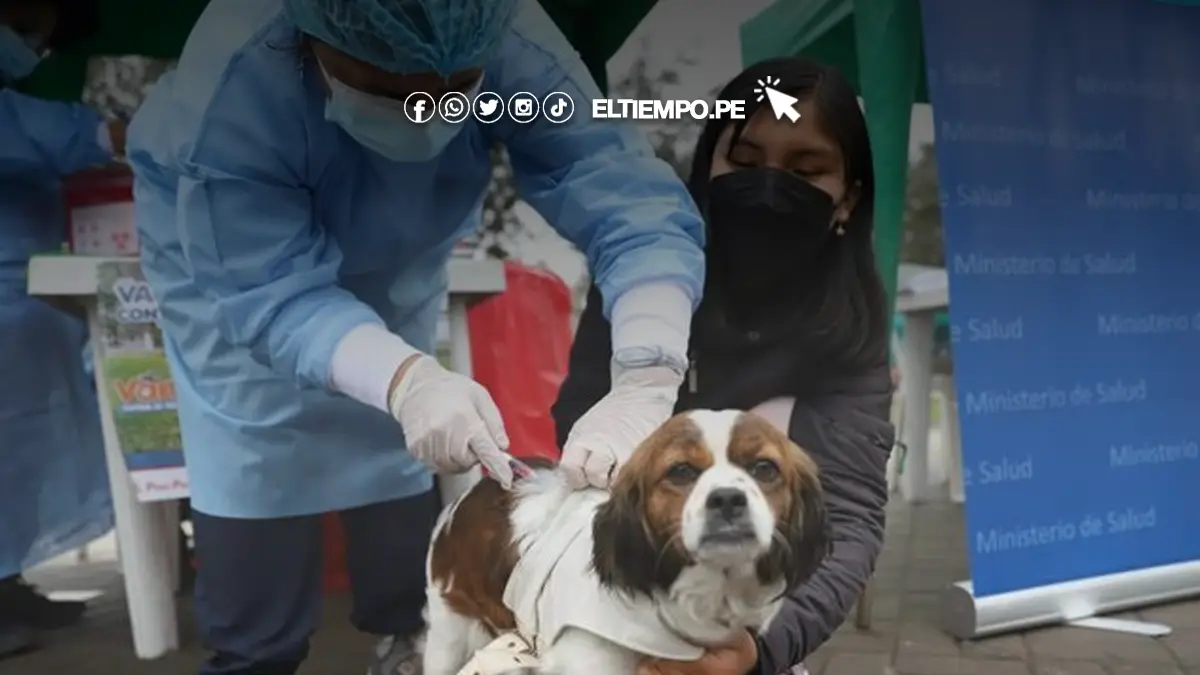 vacunacion-rabia-en-piura