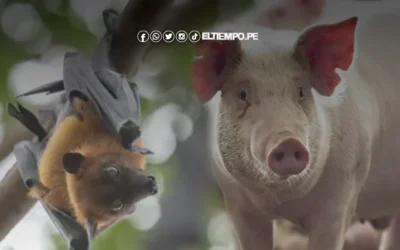 Virus Nipah 2023: qué es, síntomas, casos y últimas noticias