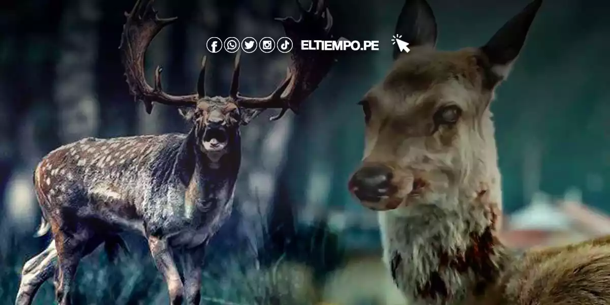 virus-zombie-enfermedad-en-ciervos