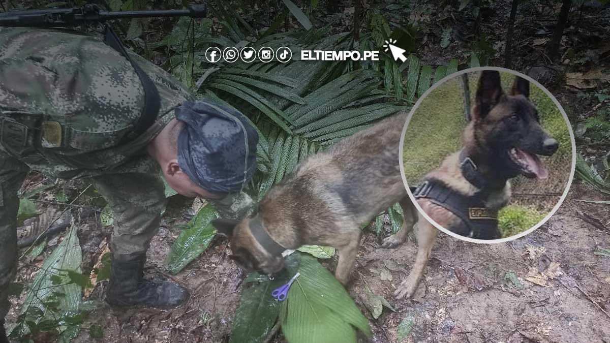 wilson-perro-rescatista-colombia