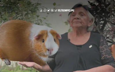 ¿Quién es Lilia Chauca Francia, la ingeniera lideró la creación de 4 razas de cuyes en el Perú?