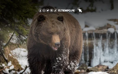 Sacrificio de osos pardos en Rumania: ¿Por qué se ha tomado esta medida?