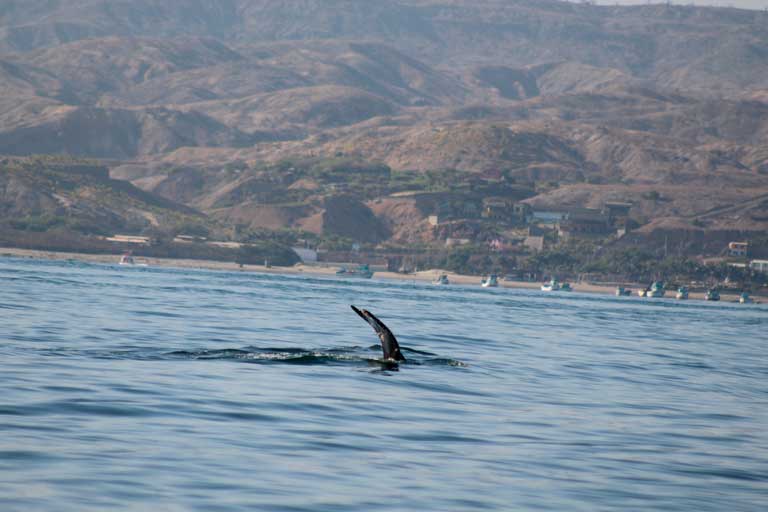 avistamiento de ballenas 2024,avistamiento de ballenas en mancora,nado con tortugas en máncora,precios de hoteles