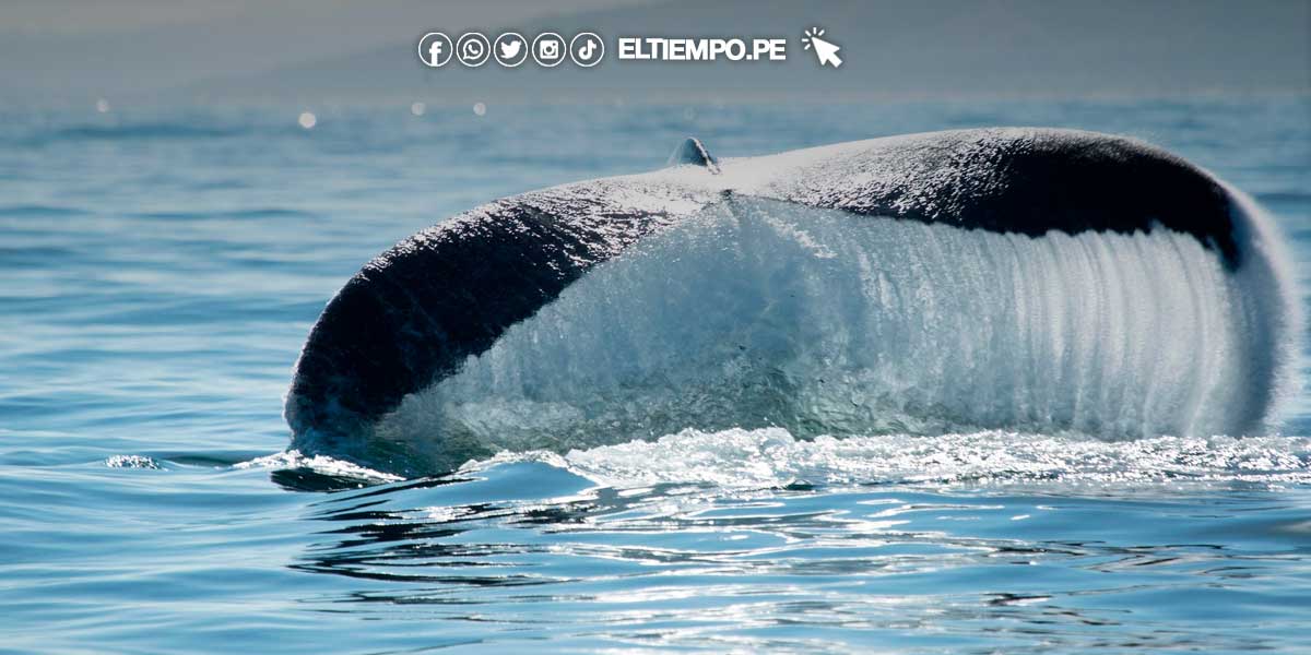 Avistamiento de ballenas julio 2024