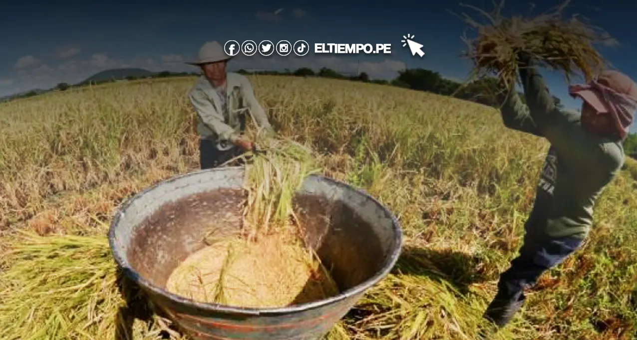Cultivos de Piura impulsan crecimiento del sector agro Cultivos de Piura impulsan crecimiento del sector agro