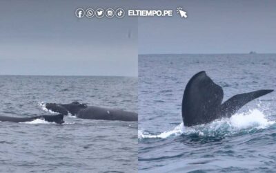 Piura: Ballena franca austral fue vista en el mar de Los Órganos