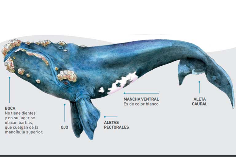 Piura,avistamiento de ballenas piura 2024