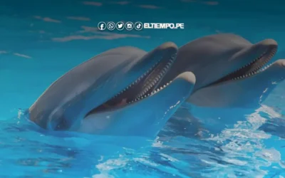 ¿Cómo se drogan los delfines? Conoce aquí el motivo