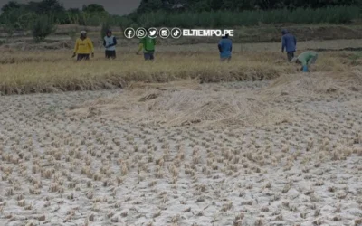 ¡Corte de agua en Piura! Actividad agrícola no tendrá servicio del 24 al 30 septiembre