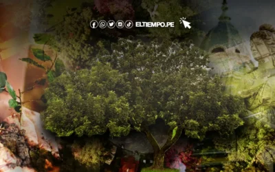 Día del Árbol: Conoce a los «árboles patrimoniales» de Piura y dónde están ubicados