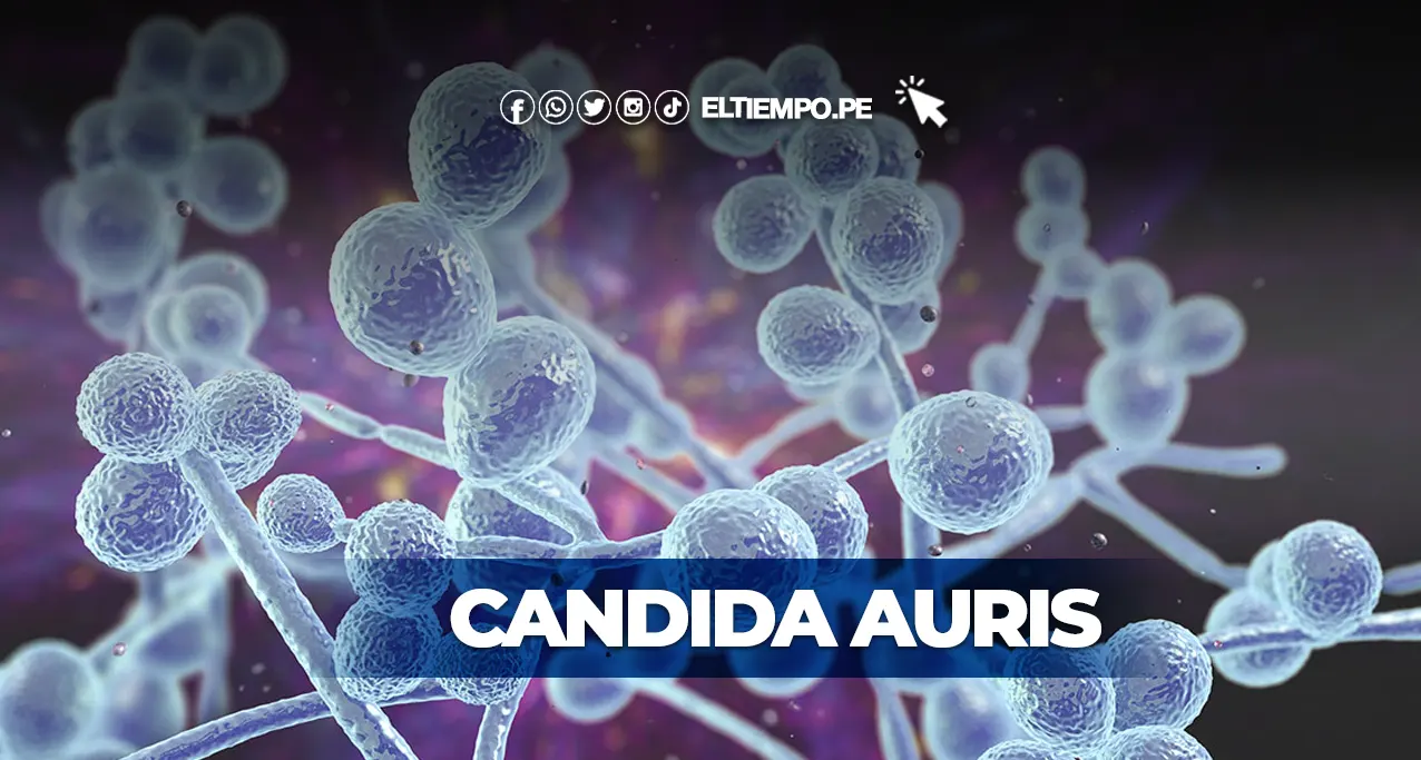 Qué es la bacteria Candida Auris y cómo se contagia sobre chico colombiano que pedía la eutanasia ¿Qué es la bacteria Candida Auris y cómo se contagia? sobre chico colombiano que pedía la eutanasia