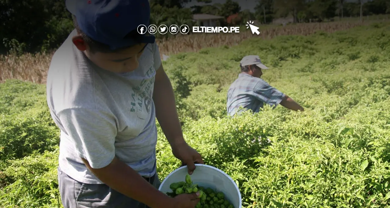 Seguro agrícola compensa con S800 por hectárea Seguro agrícola compensa con S/800 por hectárea