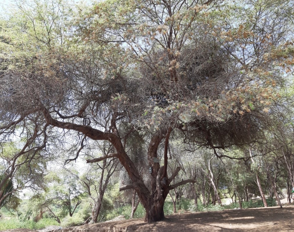 Piura,árboles patrimoniales