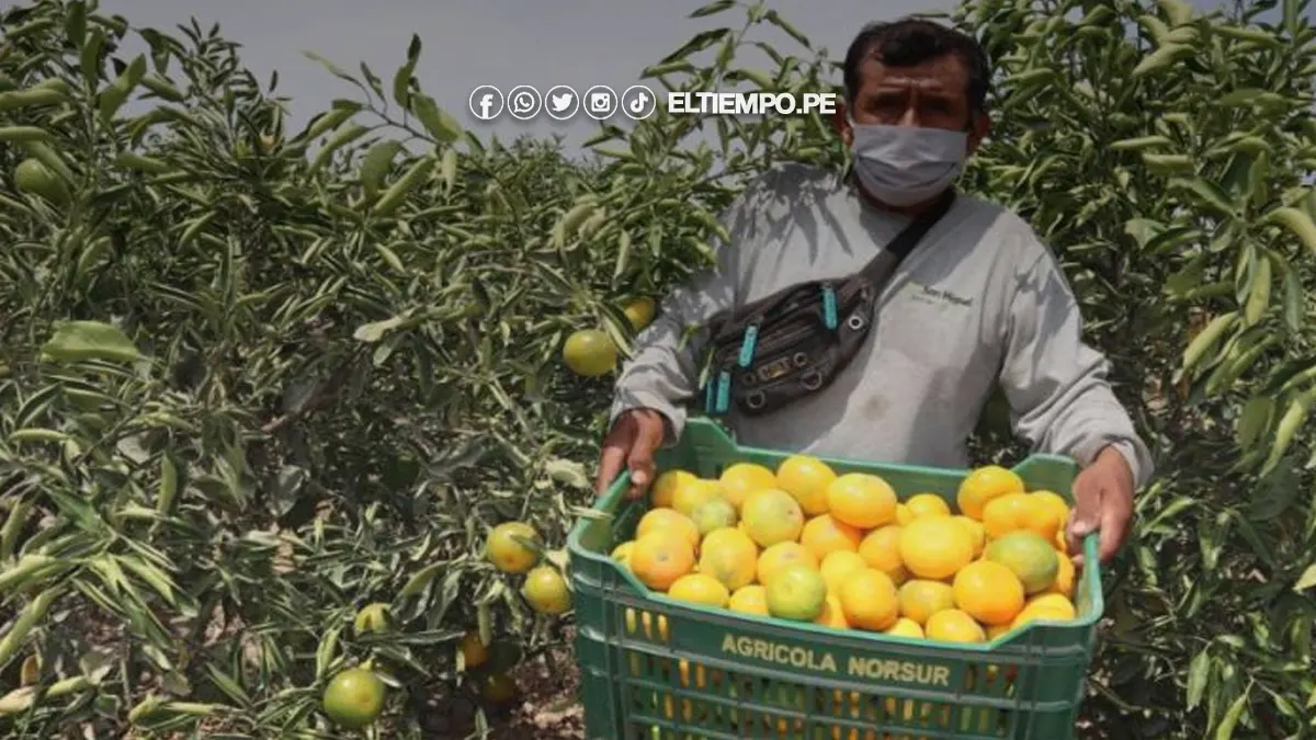 exportaciones de cítricos