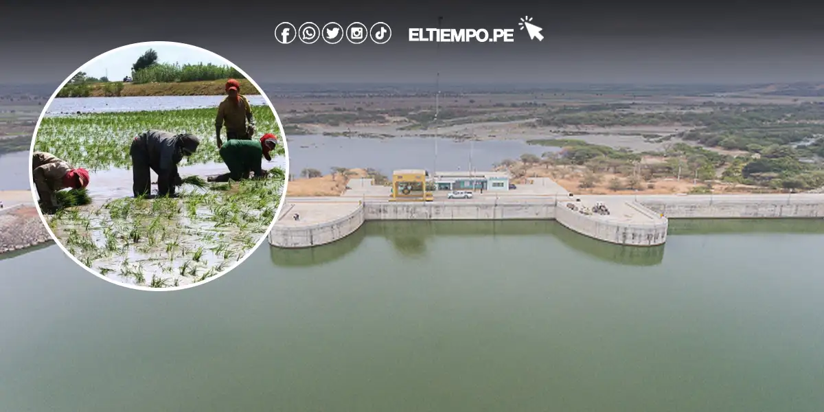 Crisis hídrica en Piura: Agricultores claman por lluvias en Octubre para salvar sus cultivos Crisis hídrica en Piura: Agricultores claman por lluvias en Octubre para salvar sus cultivos