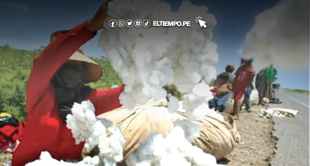 Convenio beneficiará a algodoneros de Piura En que consiste y como acceder a este beneficio Convenio beneficiará a algodoneros de Piura: ¿En que consiste y como acceder a este beneficio?