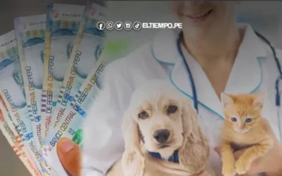 ¡Préstamo veterinario BCP 2024! Pide S/ 50 mil y arma tu consultorio | Aquí los requisitos